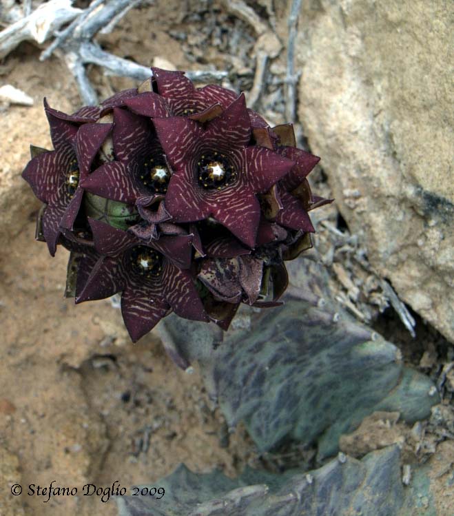 Apteranthes (=Caralluma) europaea / Fior di Tigre